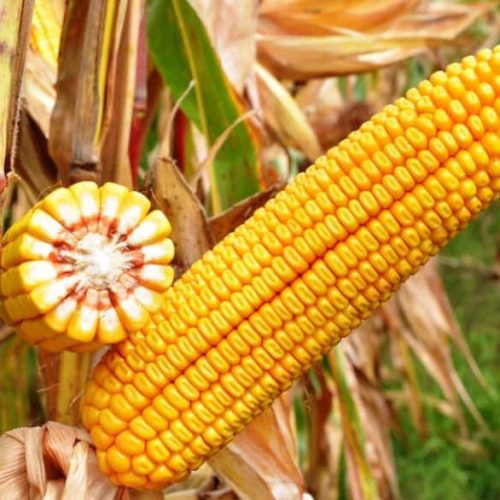 Lidea ES BLASON DUO kukorica vetőmag (50.000 szem/zsák)