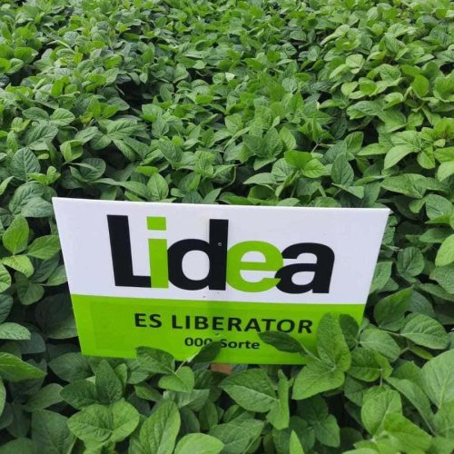 Lidea ES LIBERATOR szója vetőmag (1000 kg/BigBag)
